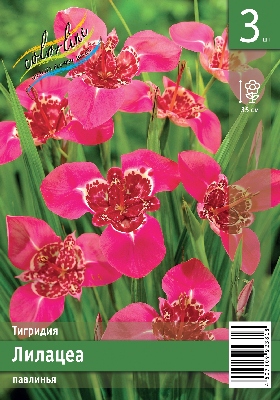 Тигридия ЭКОНОМ-СЕРИЯ ЛИЛАЦЕА (3 шт)