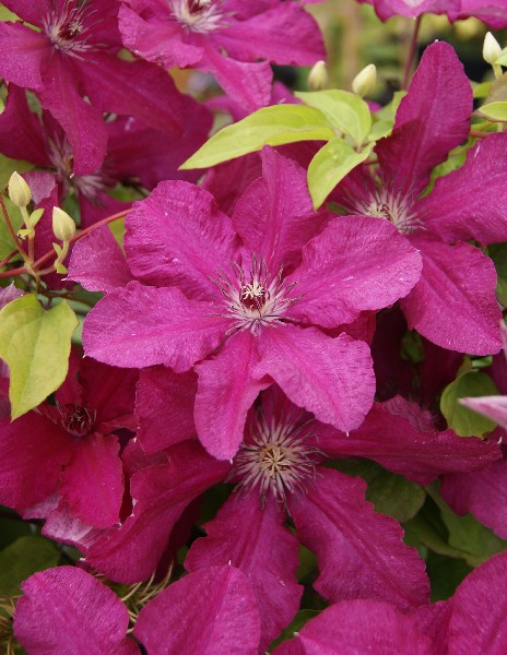 Клематис Кардинал Вышински C2