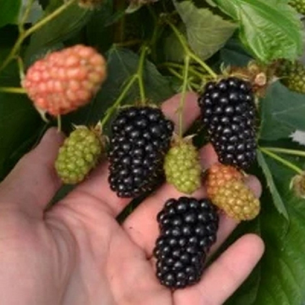 Ежевика  Марина P9