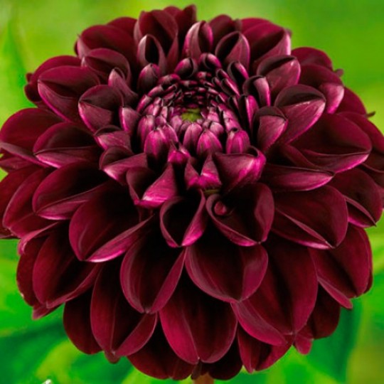 Минивитрина Георгин Арабиан Мистери (15 шт)