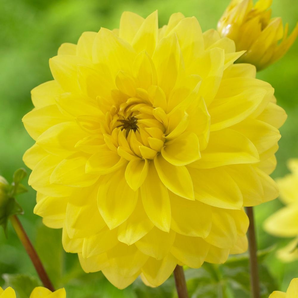 Георгин Американ Сан (1 шт)