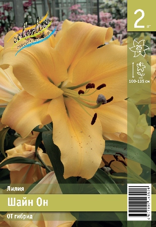 Лилия ЭКОНОМ-СЕРИЯ ШАЙН ОН (2 шт)