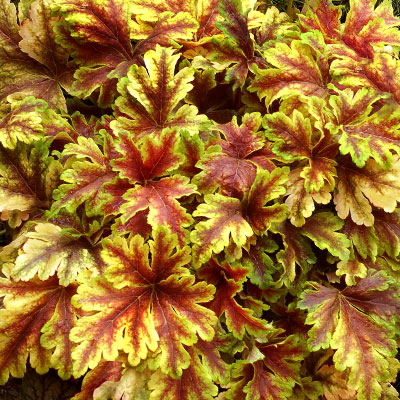 Гейхерелла Голден Зебра (1 шт)