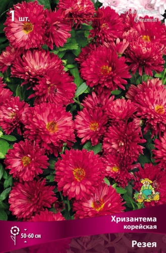 Хризантема корейская Резея (1 шт)