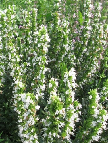 Иссоп Альба (1 шт)