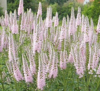 Вероника Фёст Чойс (1 шт)