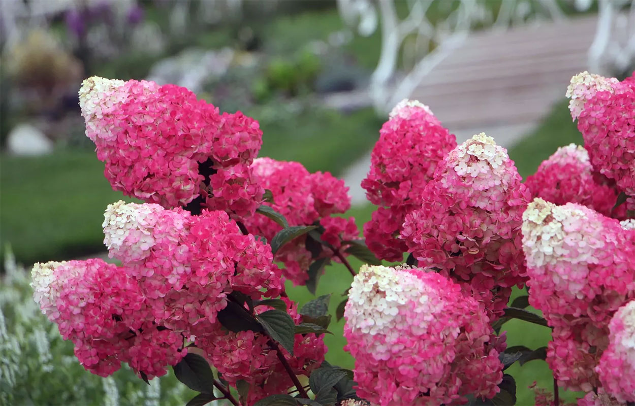 Гортензия Строберри Блоссом (коробка) 20шт