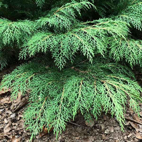 Микробиота перекрестнопарная Дрю Блю С3 20-25cm