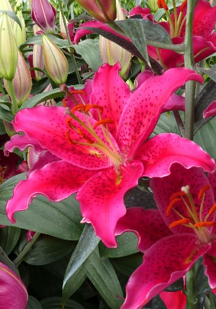 Лилия ЭКОНОМ-СЕРИЯ ГОМЕРА (1 шт)