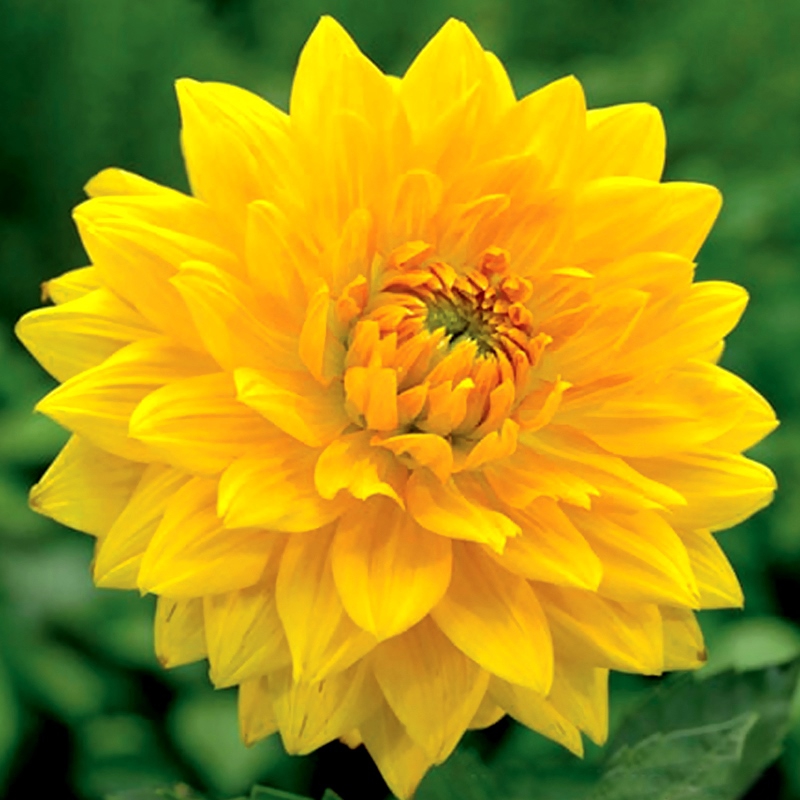 Минивитрина Георгин Голден Эмблем (15 шт)