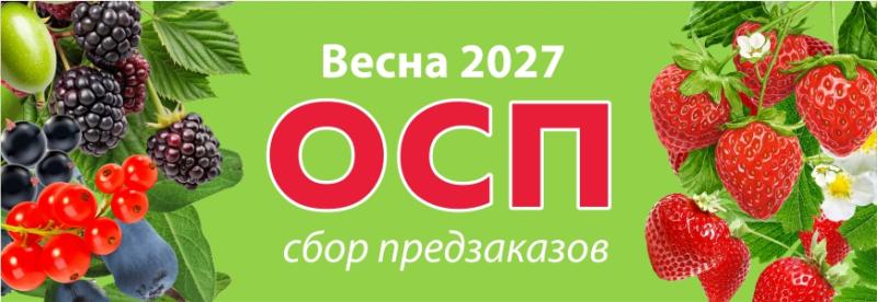 Начинаем сбор предзаказов на землянику и кустарники ОСП на весну 2027
