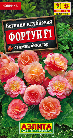 Бегония Фортун сэлмон биколор  5шт