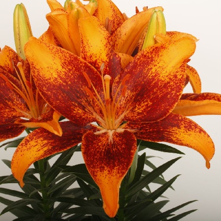 Лилия Тайни Космик (7 шт)