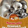 Грибы Вешенка обыкновенная