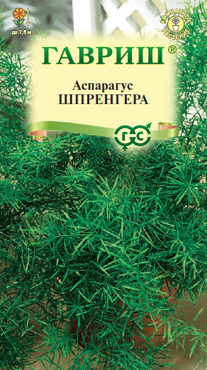 Аспарагус Шпренгера 4шт