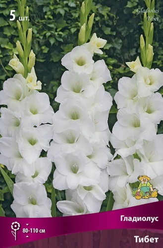 Гладиолус Тибет (5 шт)