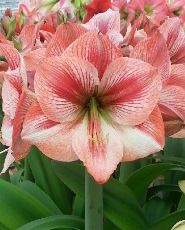 Амарилис Прованс (1 шт)