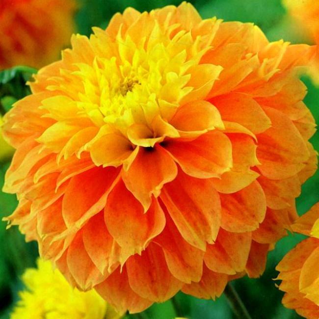 Минивитрина Георгин Дип Импакт