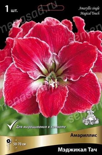 Амариллис Мэджикал Тач (1 шт)