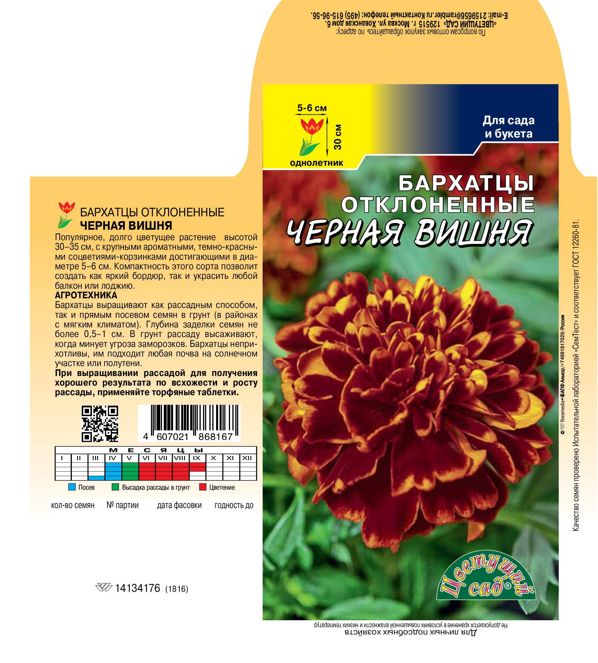 Бархатцы Черная вишня