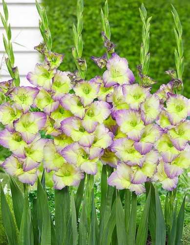 Гладиолус Мунлайт Шэдоу (5 шт)