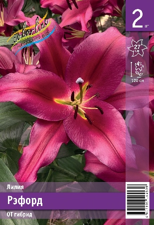 Лилия ЭКОНОМ-СЕРИЯ РЭФОРД (2 шт)