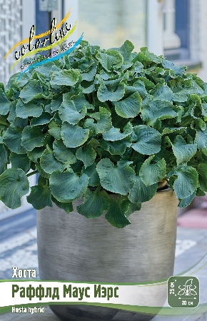 Хоста Раффлд Маус Иэрс (1 шт)