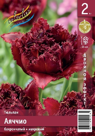 Тюльпан ЭКОНОМ-СЕРИЯ АЯЧЧИО (2 шт)