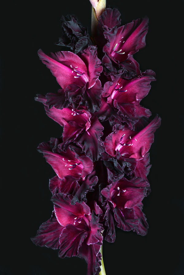 МАКСИ Гладиолус Ром и Кола (15 шт)