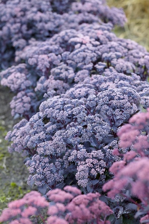 Очиток (Седум) Моджаве Джевел Сапфир (1)