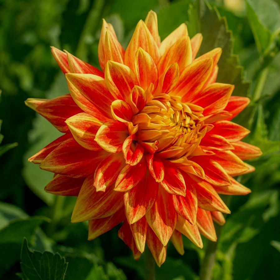 Минивитрина Георгин Эксплоужн