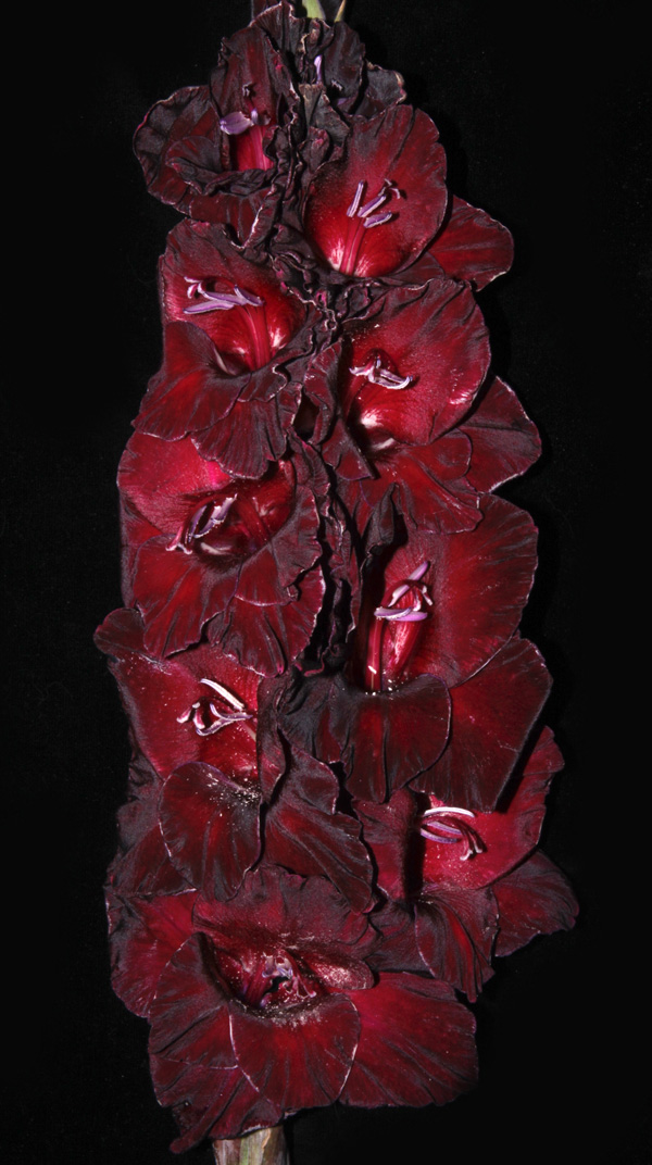 МАКСИ Гладиолус Южная Ночь (15 шт)