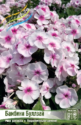 Флокс Бамбини Буллзай (2 шт)