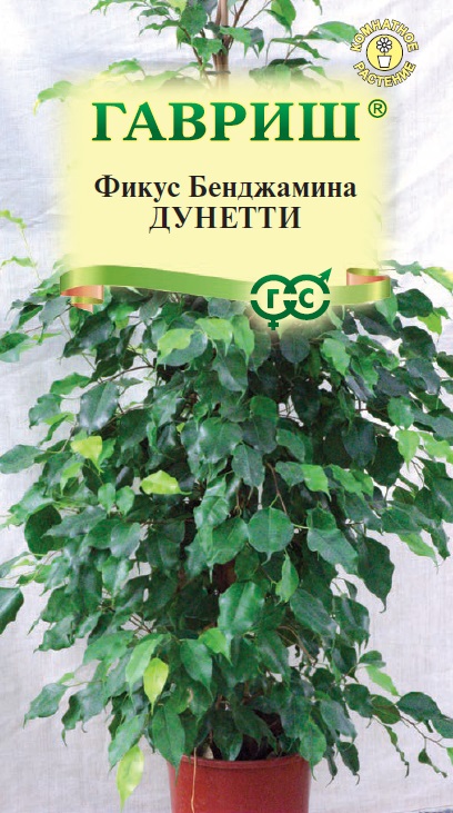 цФикус Бенджамина Дунетти 0,01г
