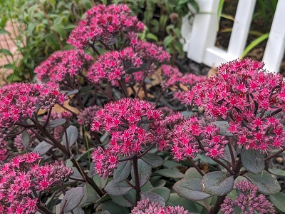 Седум Тандерхед (1 шт)