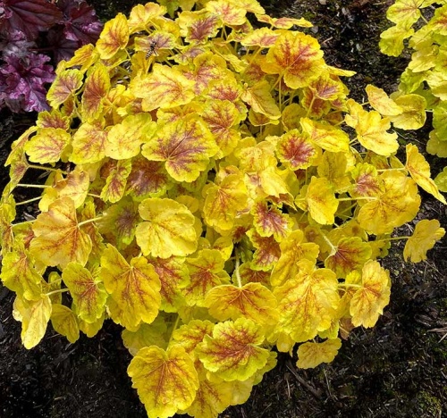 Гейхерелла Солар Пауэр (1 шт)