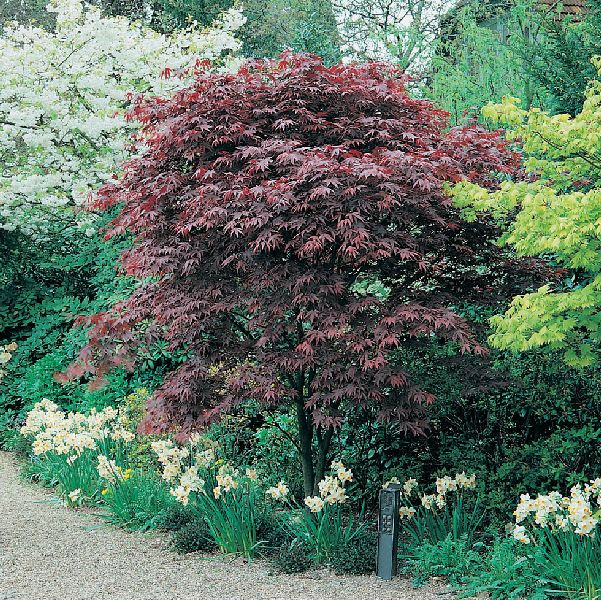 Клен дланевидный Атропурпуреум P14