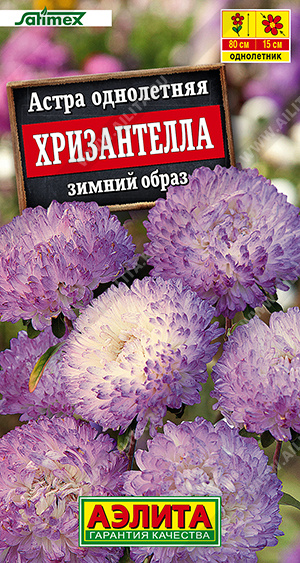 Астра Хризантелла зимний образ 15шт