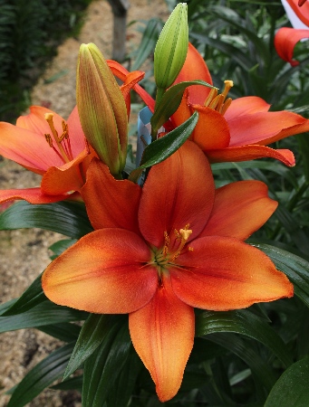 Лилия ЭКОНОМ-СЕРИЯ АМБЕР ВЕЙВЗ (2 шт)