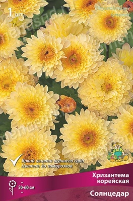 Хризантема корейская Солнцедар (1 шт)