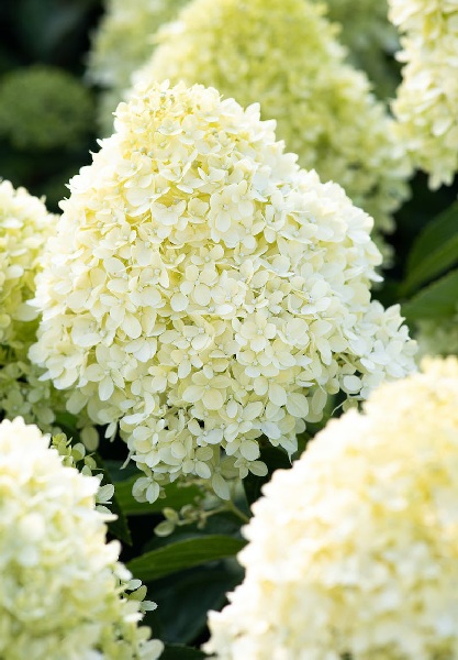 Гортензия Коттон Крем P9