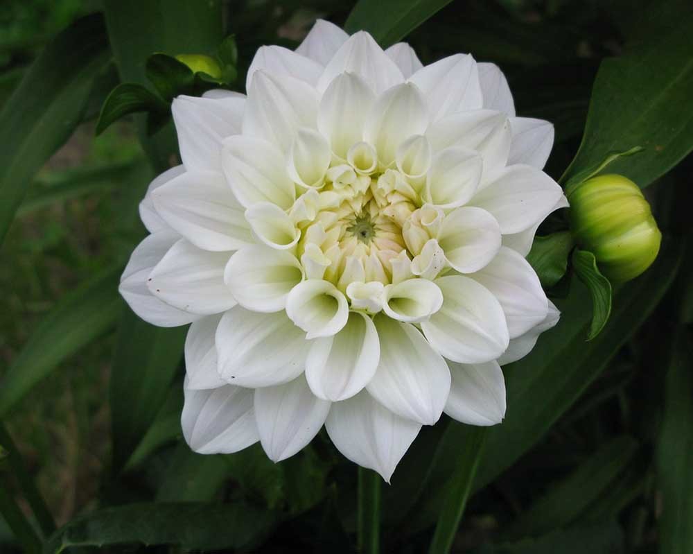 Георгин Лиллехаммер