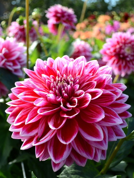 Минивитрина Георгин Меро Стар (15 шт)