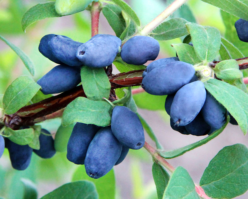 Жимолость Медовая Пчелка (коробка) 20шт