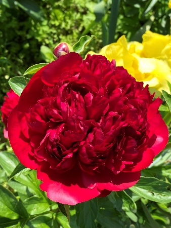 Пион Кристмас Велвет (1 шт)