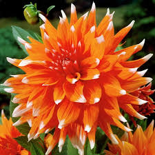 Минивитрина Георгин Колор Спектакль (15 шт)