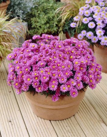 Астра Марджори (1 шт)