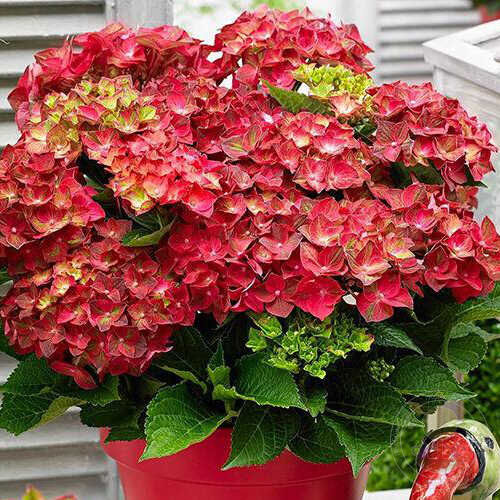 Гортензия Брайт Ред