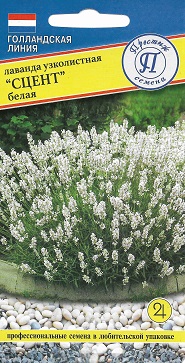 Лаванда Сцент белая 5 шт