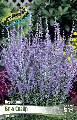 Перовския Блю Спайр (1 шт)